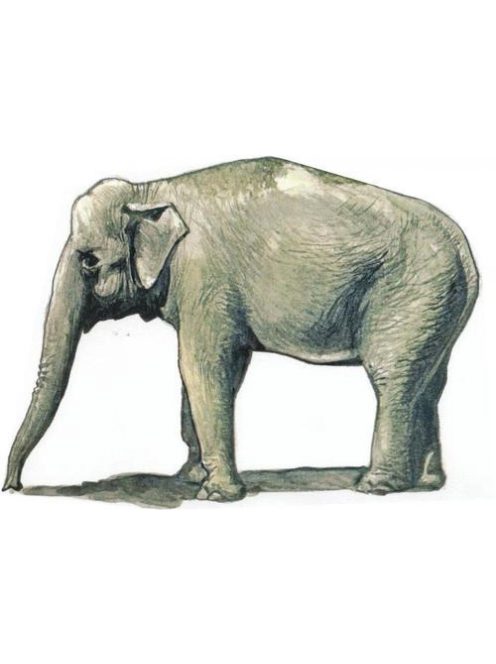 CMK - Asian Elephant (1 figure)