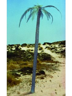 Royal Model - Palm tree