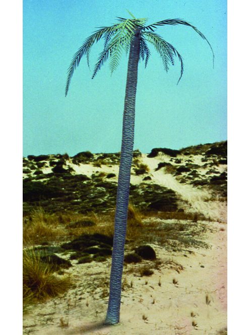 Royal Model - Palm tree