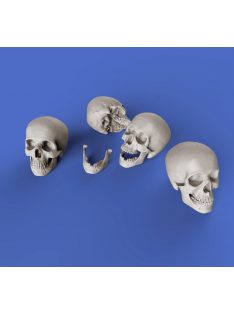 Royal Model - Skulls